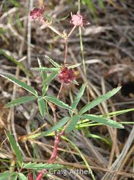 Attēlu rezultāti vaicājumam “Comarum palustre fruit”
