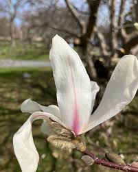 Attēlu rezultāti vaicājumam “Magnolia kobus flower”