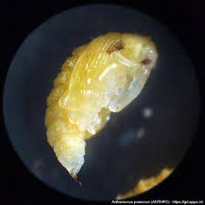 Attēlu rezultāti vaicājumam “Anthonomus pomorum”