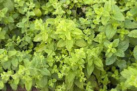 Image result for Melissa officinalis