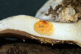 Attēlu rezultāti vaicājumam “Lactarius bertillonii”