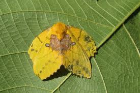 Attēlu rezultāti vaicājumam “Harpanthus flotovianus”