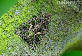 Attēlu rezultāti vaicājumam “Trachea atriplicis”