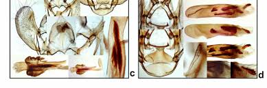 Attēlu rezultāti vaicājumam “Anticollix sparsata”