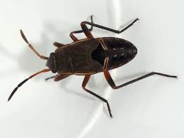 Image result for Rhyparochromus