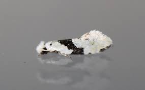 Attēlu rezultāti vaicājumam “Nemapogon cloacella”