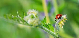 Attēlu rezultāti vaicājumam “Adalia bipunctata imago”