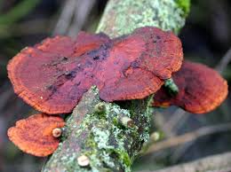 Attēlu rezultāti vaicājumam “Daedaleopsis confragosa”