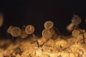 Attēlu rezultāti vaicājumam “Cribraria oregana stalked”