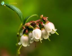 Attēlu rezultāti vaicājumam “Vaccinium vitis-idaea flower”