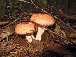 Attēlu rezultāti vaicājumam “Lactarius lygniotus”