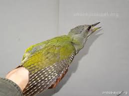 Attēlu rezultāti vaicājumam “Picus canus female”