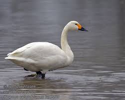 Attēlu rezultāti vaicājumam “Cygnus columbianus”