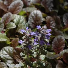 Attēlu rezultāti vaicājumam “Ajuga reptans leaf”