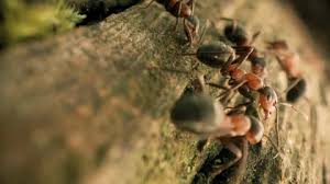 Attēlu rezultāti vaicājumam “Formica rufa pupa”