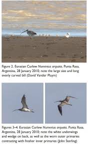 Attēlu rezultāti vaicājumam “Numenius arquata”