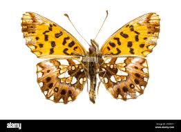 Attēlu rezultāti vaicājumam “Boloria dia upperside”