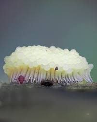 Attēlu rezultāti vaicājumam “Stemonitis flavogenita”