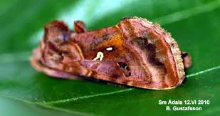 Attēlu rezultāti vaicājumam “Autographa pulchrina”