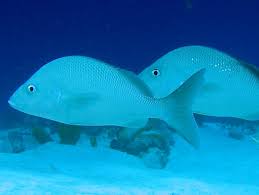 Image result for Haemulon album