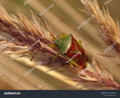 Attēlu rezultāti vaicājumam “Elasmostethus interstinctus nymph”