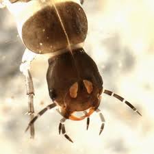 Attēlu rezultāti vaicājumam “Ilybius sp.”