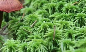 Attēlu rezultāti vaicājumam “Sphagnum girgensohnii”