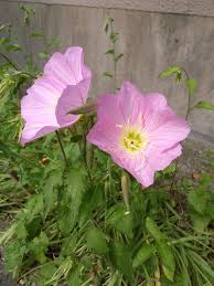 Image result for Primula malacoides