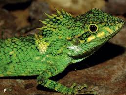 Attēlu rezultāti vaicājumam “Lophozia longidens”