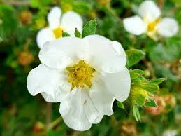 Attēlu rezultāti vaicājumam “Pentaphylloides fruticosa flower”