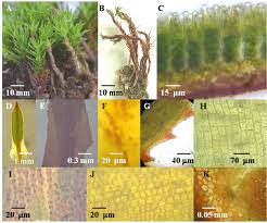 Attēlu rezultāti vaicājumam “Pogonatum dentatum macro”