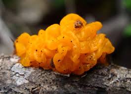 Attēlu rezultāti vaicājumam “Dacrymyces chrysospermus”