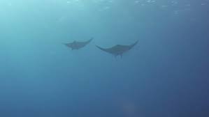 Image result for Mobula thurstoni