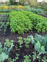 Attēlu rezultāti vaicājumam “Sinapis alba leaf”