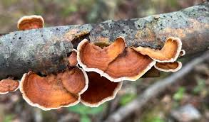 Attēlu rezultāti vaicājumam “Tetratoma fungorum”