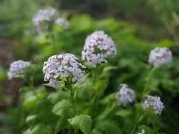 Attēlu rezultāti vaicājumam “Lunaria rediviva bud”