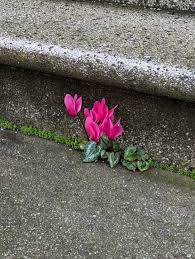 Image result for Cyclamen persicum