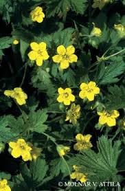 Attēlu rezultāti vaicājumam “Waldsteinia geoides flower”