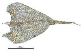 Attēlu rezultāti vaicājumam “Sciuro-hypnum reflexum sporophyte”