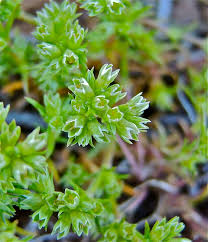 Attēlu rezultāti vaicājumam “Scleranthus annuus flower”