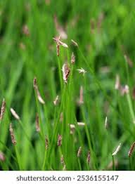 Attēlu rezultāti vaicājumam “Eleocharis uniglumis fruit”