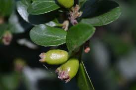 Attēlu rezultāti vaicājumam “Cotoneaster divaricatus fruit”