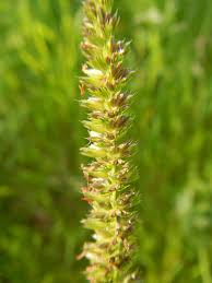 Attēlu rezultāti vaicājumam “Cynosurus cristatus flower”