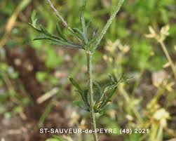 Attēlu rezultāti vaicājumam “Papaver argemone leaf”