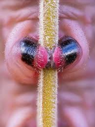 Attēlu rezultāti vaicājumam “Metatrichia floriformis stalked”