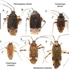 Attēlu rezultāti vaicājumam “Rhabdomiris striatellus”