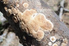 Attēlu rezultāti vaicājumam “Junghuhnia nitida”