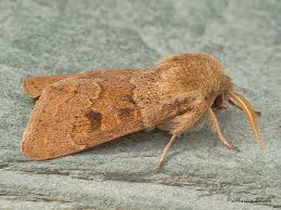 Attēlu rezultāti vaicājumam “Orthosia miniosa imago”