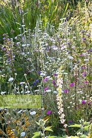 Image result for Lychnis coronaria alba