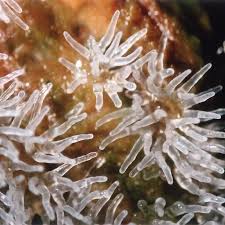 Attēlu rezultāti vaicājumam “Ceratiomyxa morchella young”